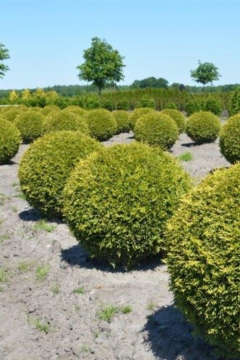 Туя західна Брабант ТОПІАР КУЛЯ | Туя западная Брабант ТОПИАР ШАР | Thuja occidentalis Brabant TOPIAR Ball 